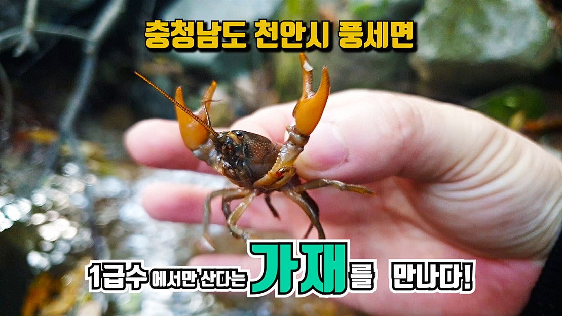 민물가재 (Korean fresh water crayfish) - 네이버 TV