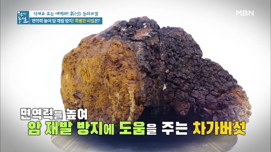 면역력 강화! 암 재발 방지에 도움을 주는 <차가버섯> - 네이버 TV
