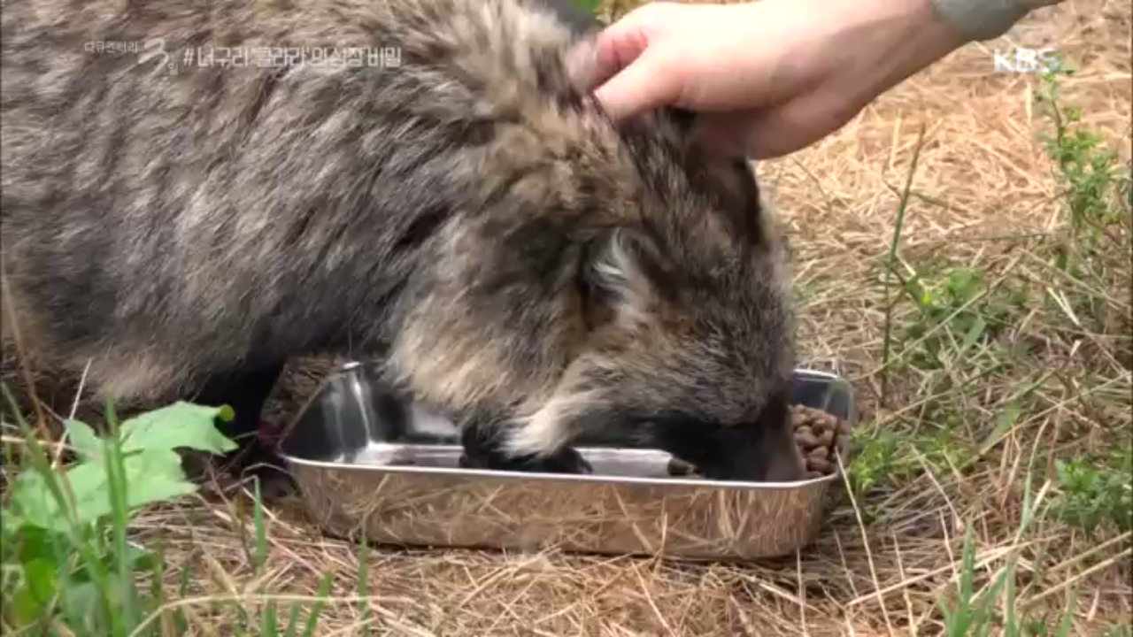 너구리 ＂클라라＂의 성장 비밀