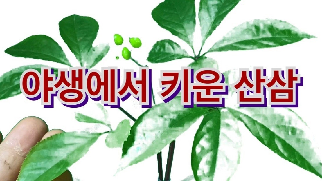 장뇌삼 베란다 키우기 야생에서 키운 산삼 산양산삼 - 네이버 TV