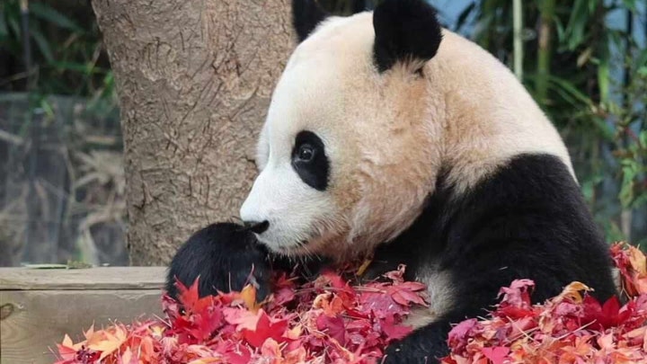 푸바오는 오늘 단풍에 취한다 Fubao enjoying autumn leaves - NAVER NOW.