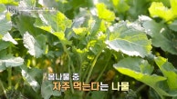 봄나물, 따서 먹어도 약이 된다?! MBN 230324 발송