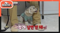 점점 심해지는 수삼의 짖는 소리, 아빠의 보호자만 삐 소리가...!  다들 수삼 드세요?  |  KBS 230327 방영