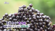[홍보 장사 만만세] 건강이 꽉 찬 열매, 아로니아 | KBS 230829 방송 