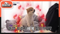 순식간에 돌변한 애교쟁이 뀨! 보호자의 관심이 다른 곳으로 향하면 바로 불만 표출하는 뀨 | KBS 230911 방송