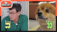 생각지 못한 규 & 뀨의 만남! 반려견을 위한 최적의 환경 뀨 & 포리네😊 | KBS 230911 방송