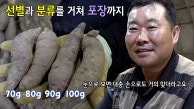 해풍 고구마 달인, 오차 없는 눈대중 고구마 선별!