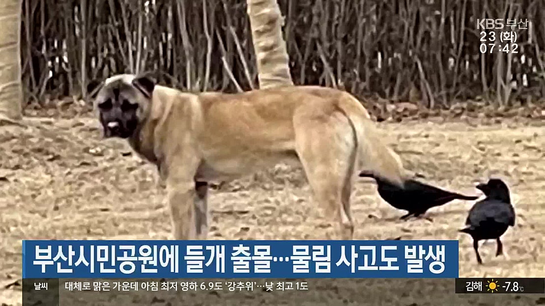 부산시민공원에 들개 출몰…물림 사고도 발생 - 네이버 TV