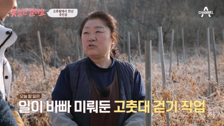 일손 부족으로 전부 버린다!? 쉽지 않은 고춧대 걷기 작업