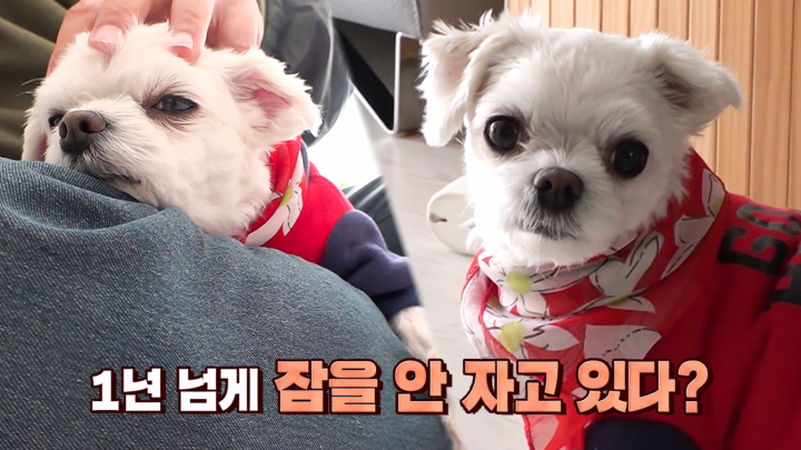 1년 넘게 잠 안 자는 몰티즈 ‘다솜이’