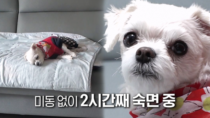 할머니 몰래 꿀잠 자는 다솜이의 이중생활!