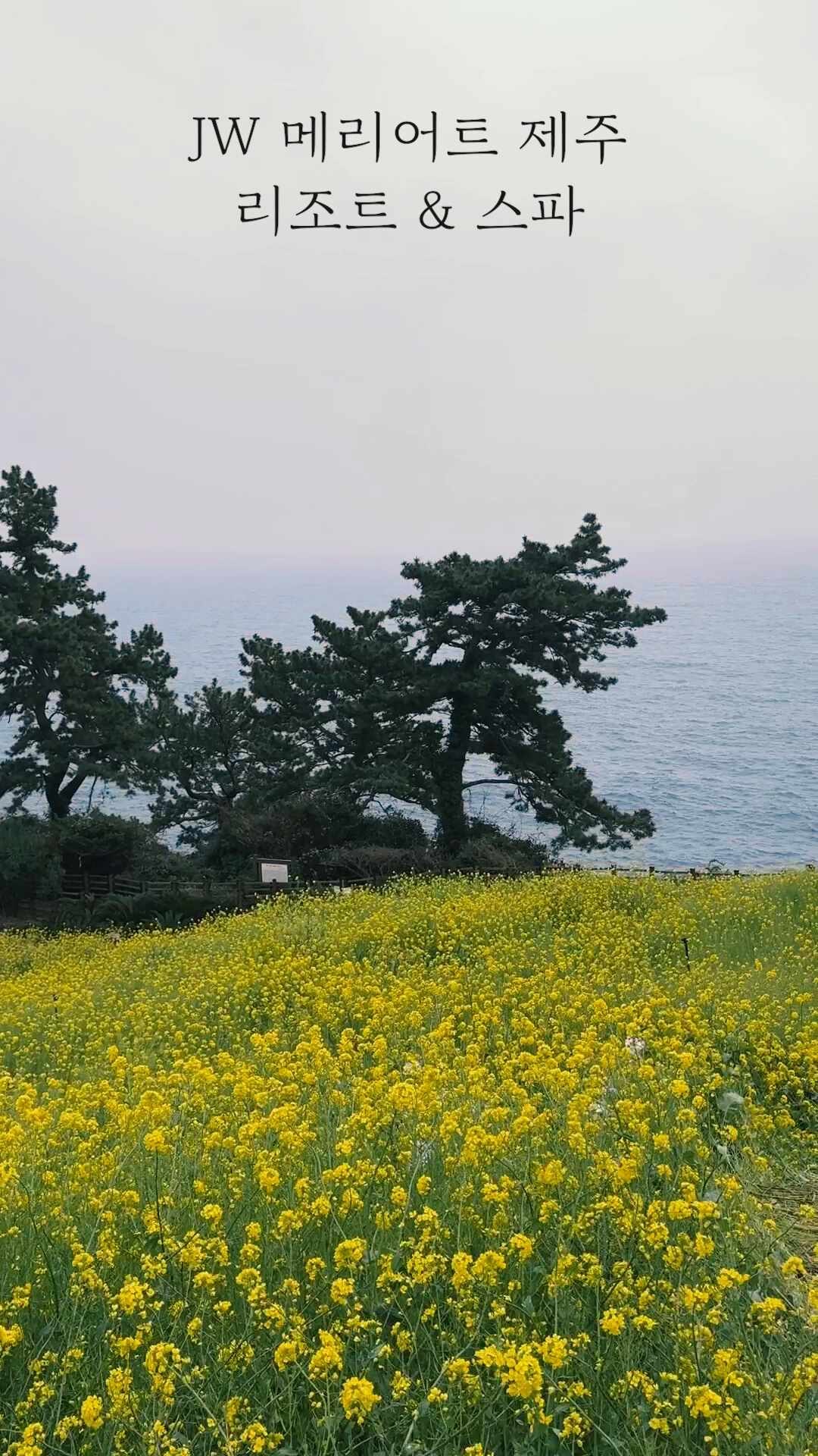 JW 메리어트 제주 리조트 & 스파 개관 1주년 돌잔치!