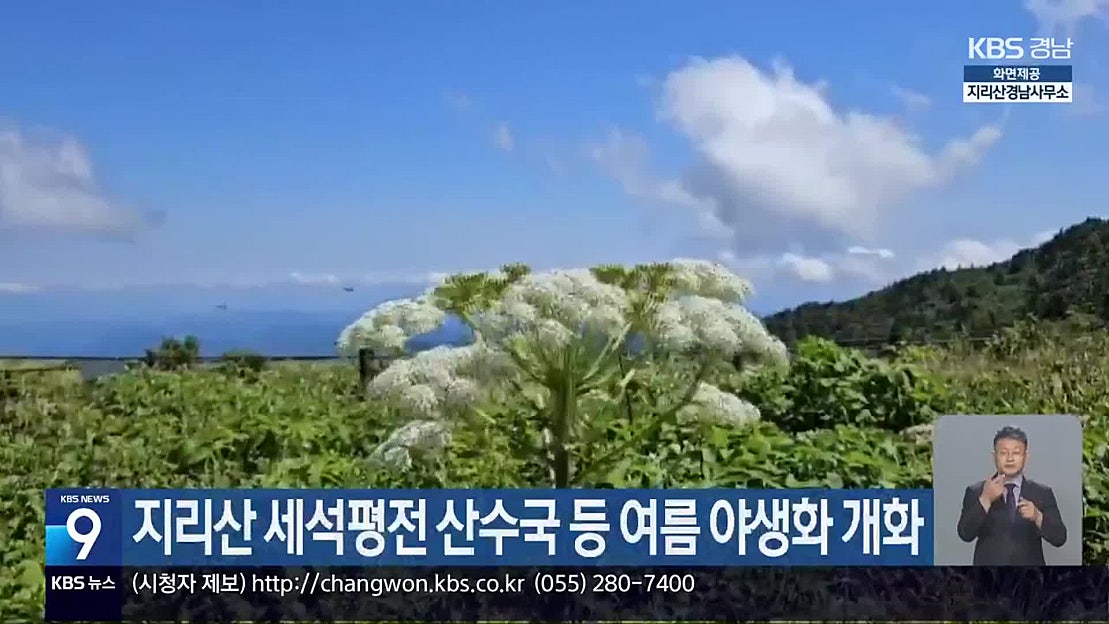 지리산 세석평전 산수국 등 여름 야생화 개화 네이버 TV