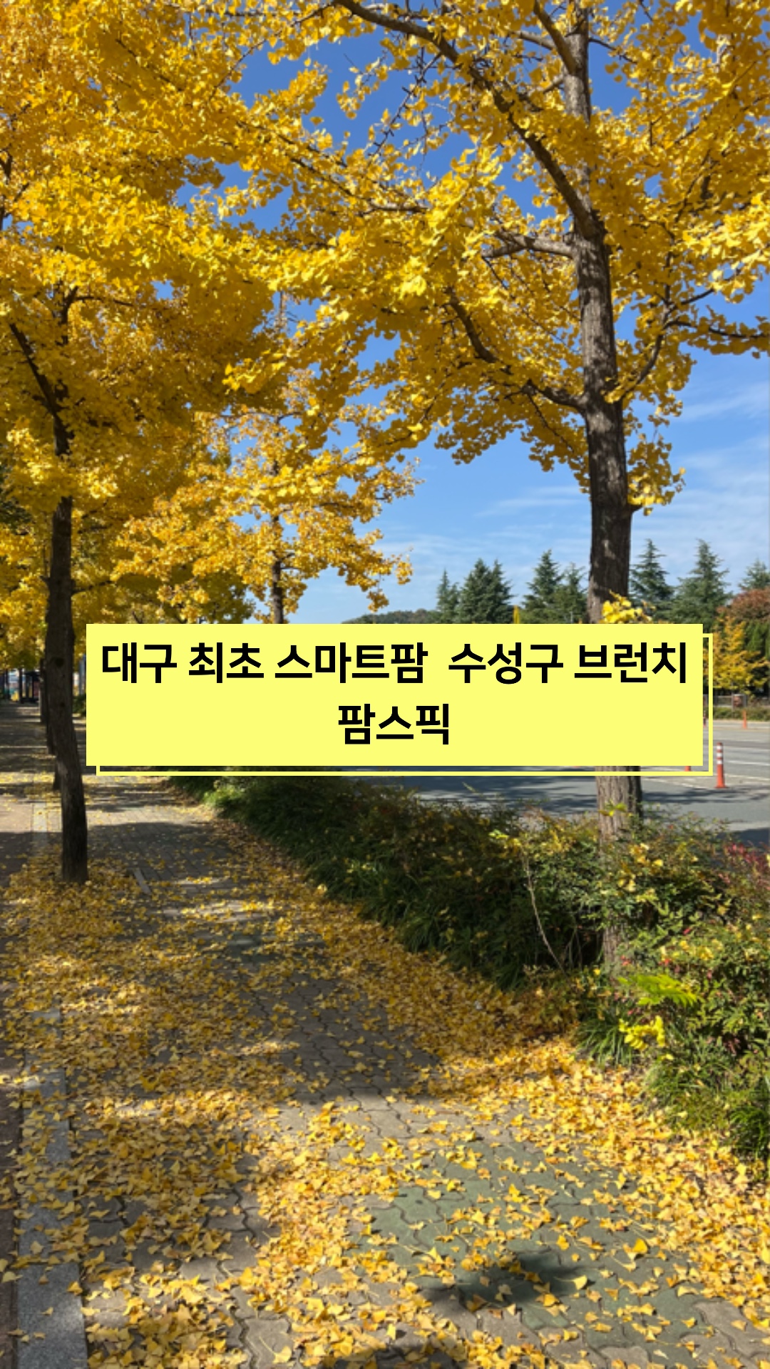 팜스픽 이미지