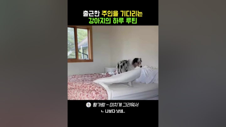 밍.. 집에 있는 울 강아지 보고싶다 ㅠㅠ - 네이버 TV