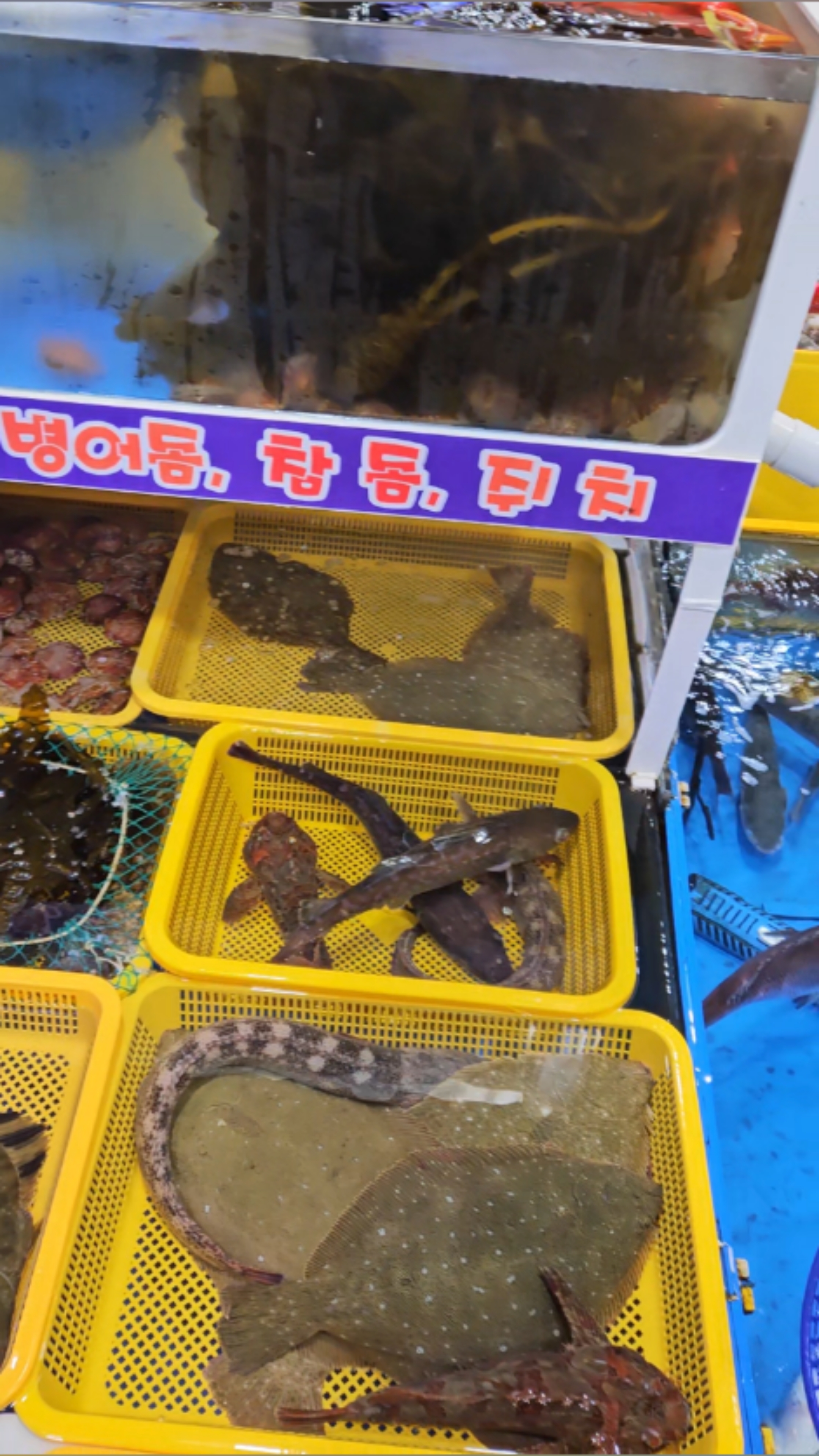 종일활어 이미지