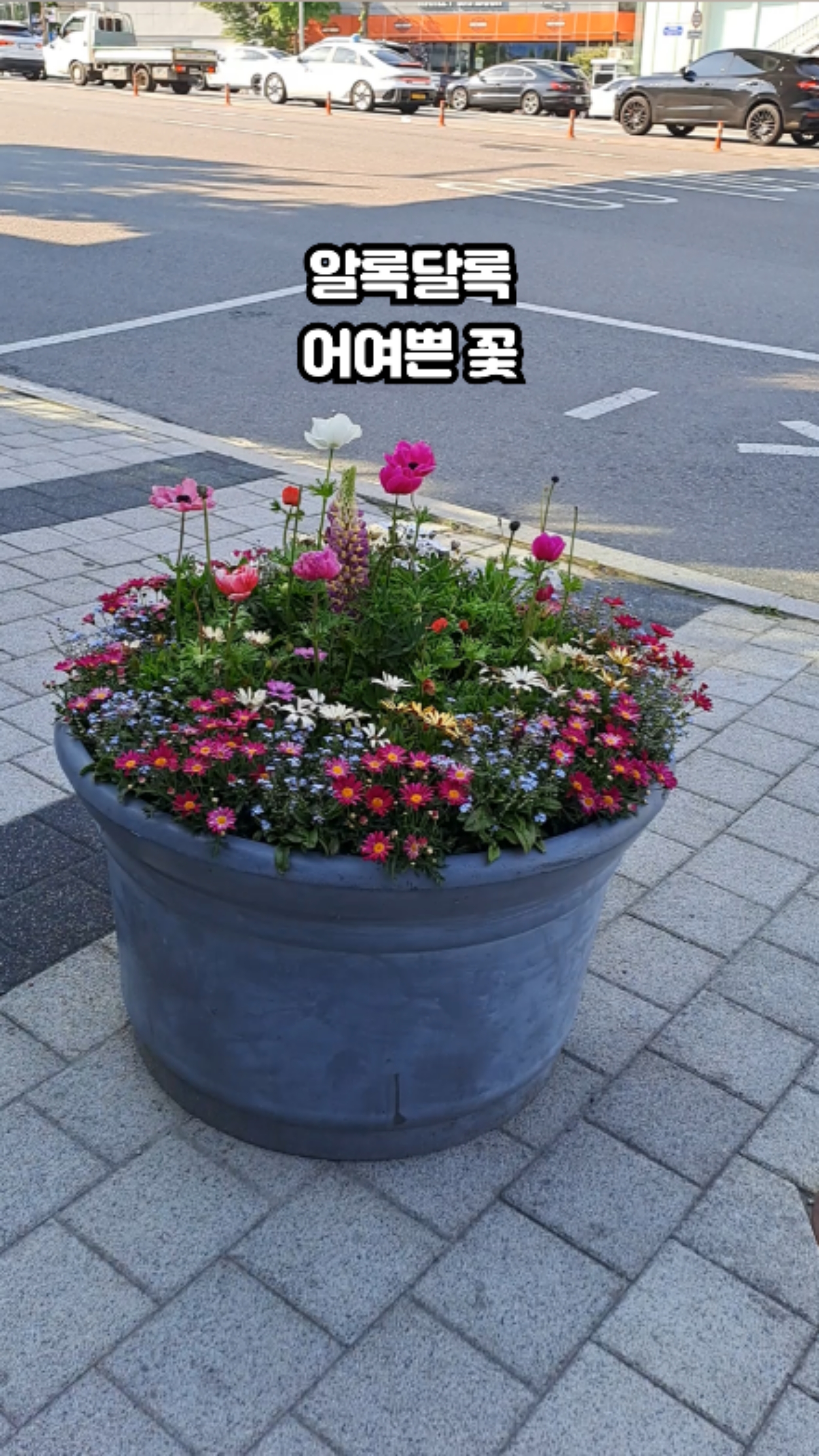 오누이김밥 이미지