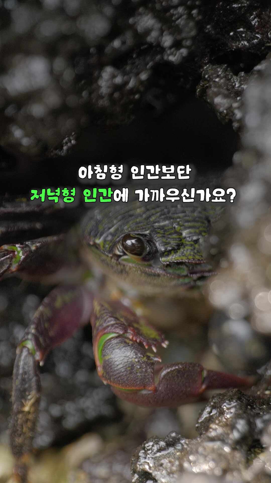 일몰이 예쁜 서쪽 스팟! 신창풍차해안도로🌅