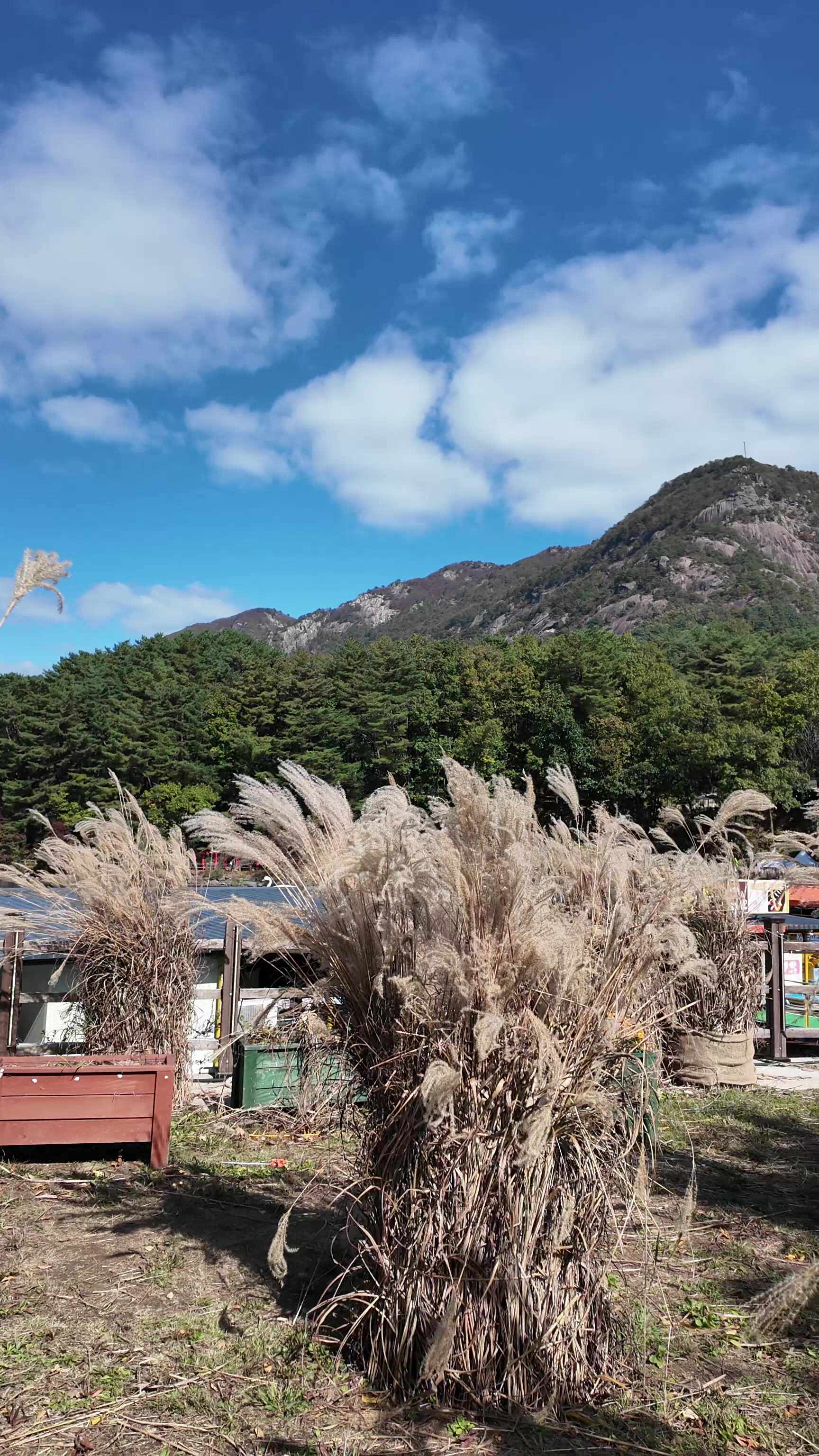 포천 산정호수 억새축제