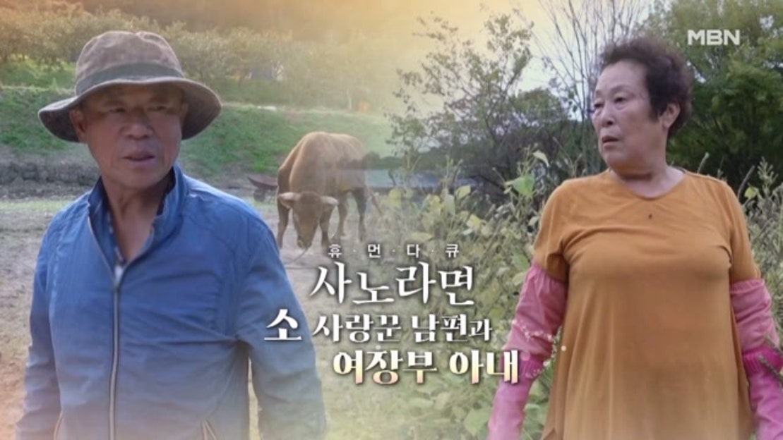 [713회] 소 사랑꾼 남편과 여장부 아내 MBN 251109 방송 - 네이버 TV