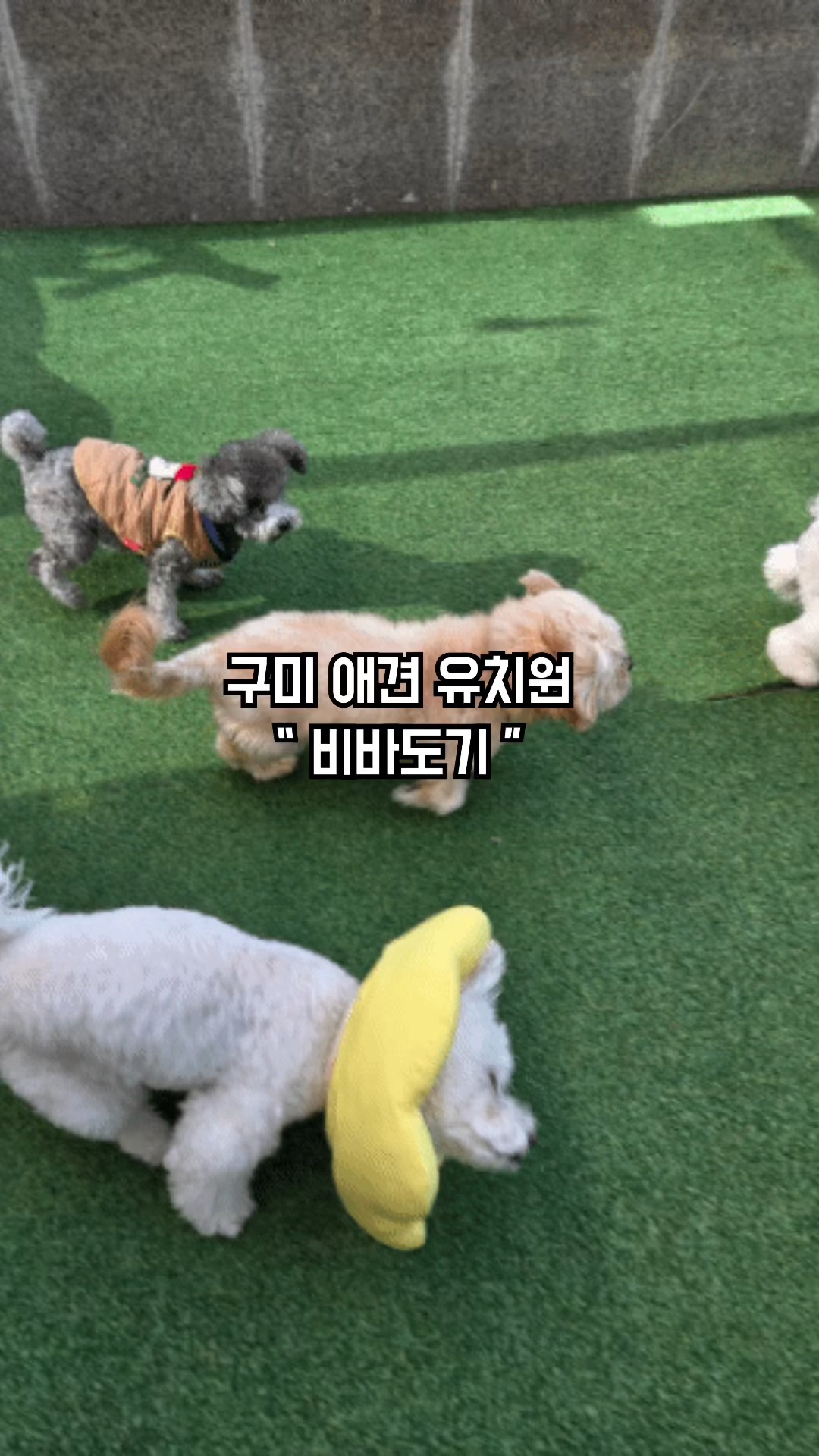 비바도기