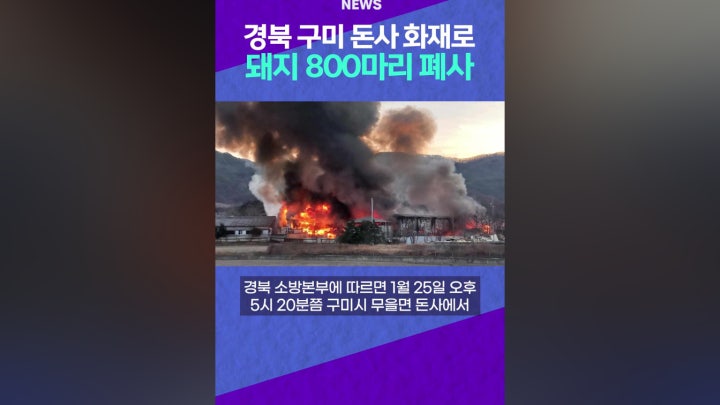 경북 구미 돈사 화재로 돼지 800마리 폐사 - 네이버 TV