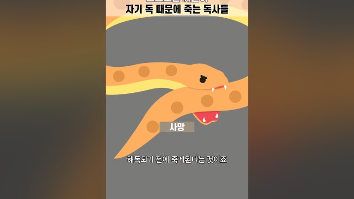 스스로를 깨물어 자기 독 때문에 죽는 독사들 - 네이버 TV