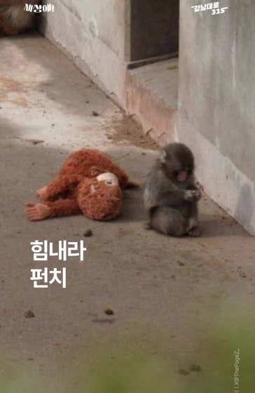 어미 대신 인형 끌어안은 아기 원숭이
