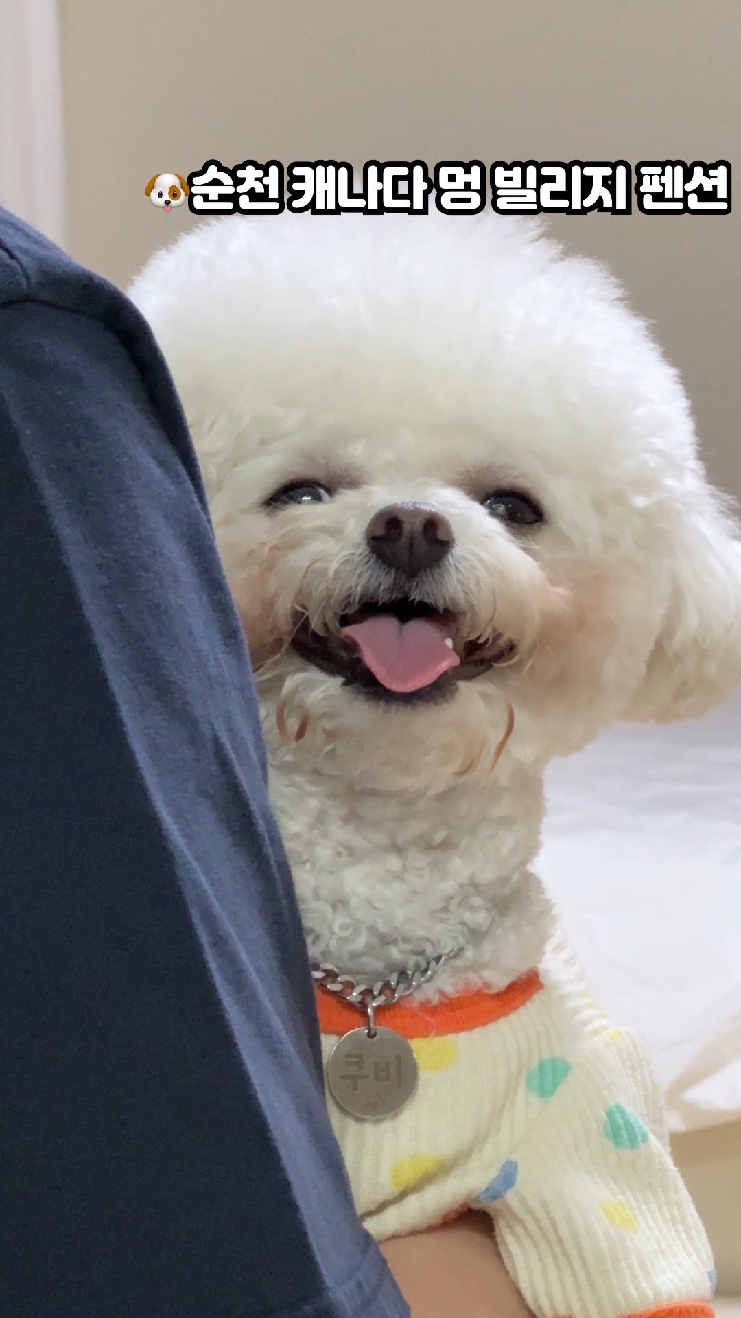 캐나다멍빌리지 애견카페