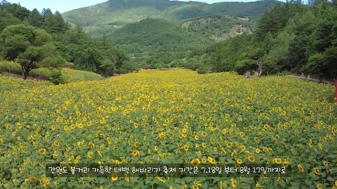 강원도 태백시 가볼만한곳 태백 여행 해바라기 명소 축제 태백산 국립공원 - 네이버 TV