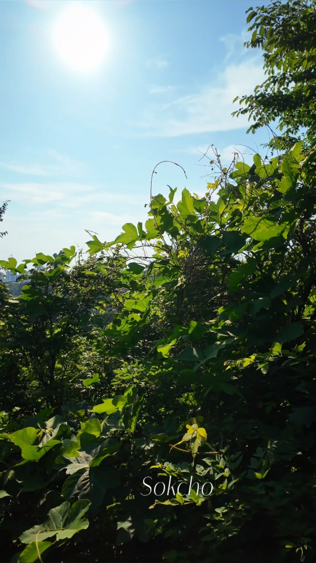 청대산 (Cheongdaesan) 9