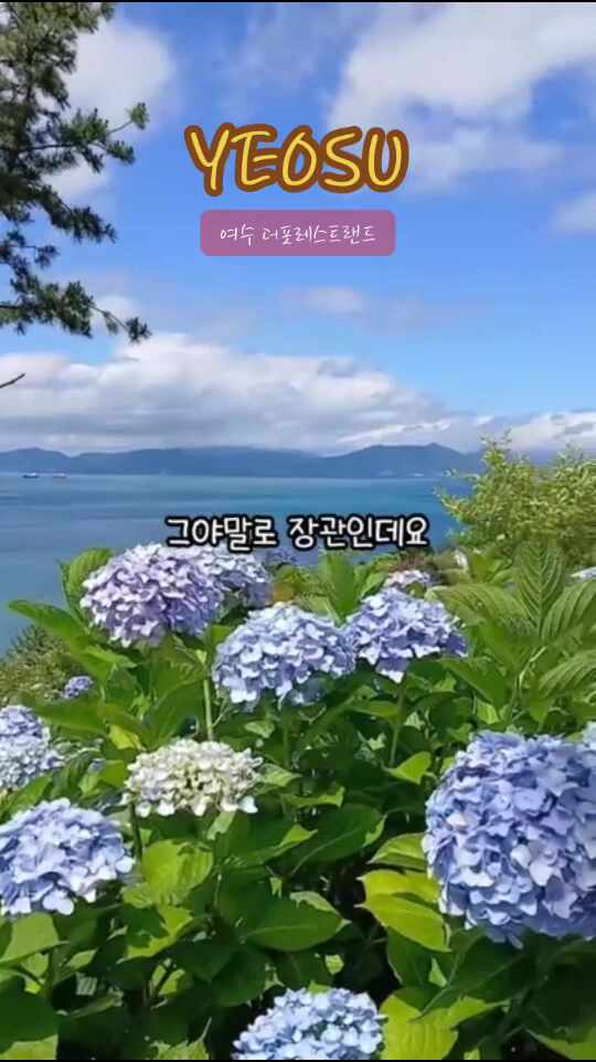전남 여수 돌산 더포레스트랜드 카페 수국