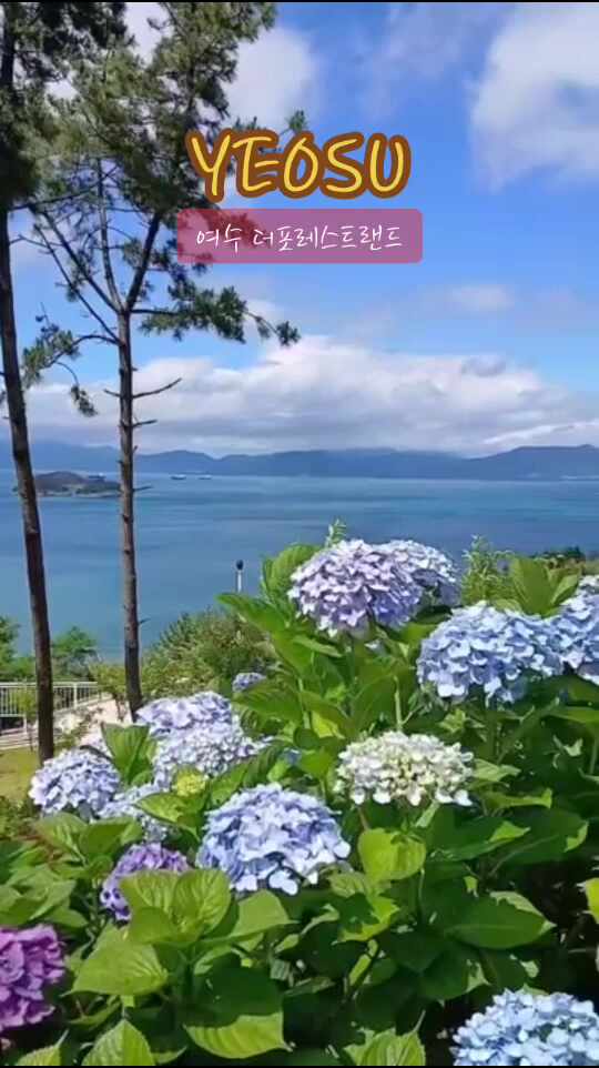여수 돌산 더포레스트랜드 카페 수국 정원