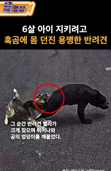 6살 아이 지키려고 흑곰에 몸 던진 반려견
