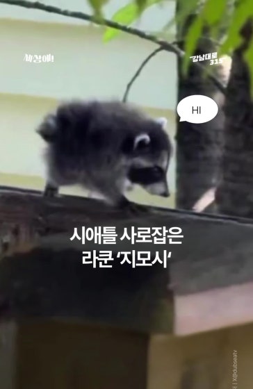 시애틀 사로잡은 라쿤 ‘지모시‘