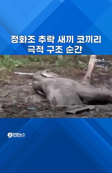 어쩌다 거기 빠졌니…코끼리 정화조 구출작전